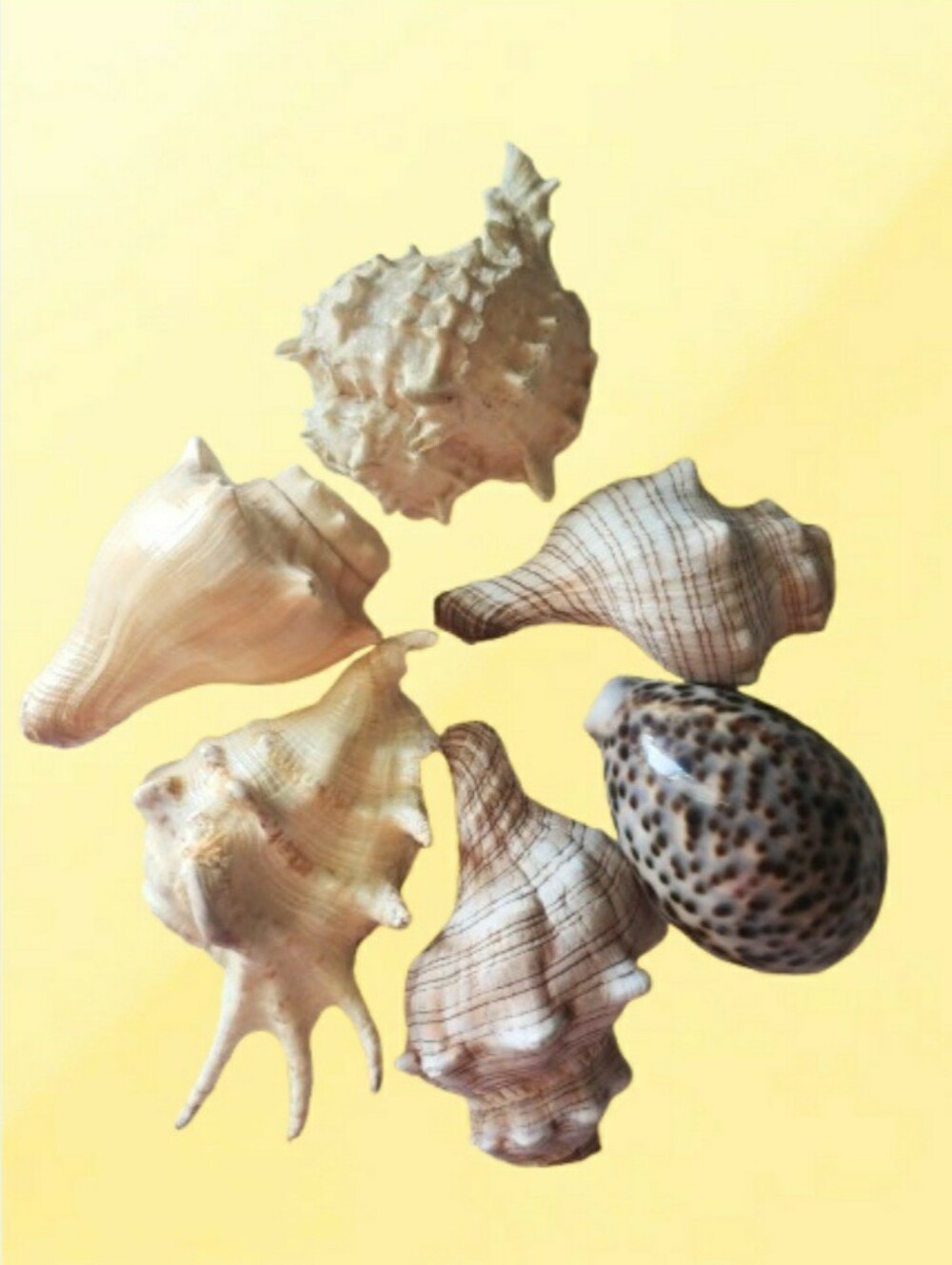 Pre-Cut Sea Shells For Crafting